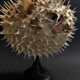 Cabinet of Curiosities naturalized fish diodon holocanthus on base