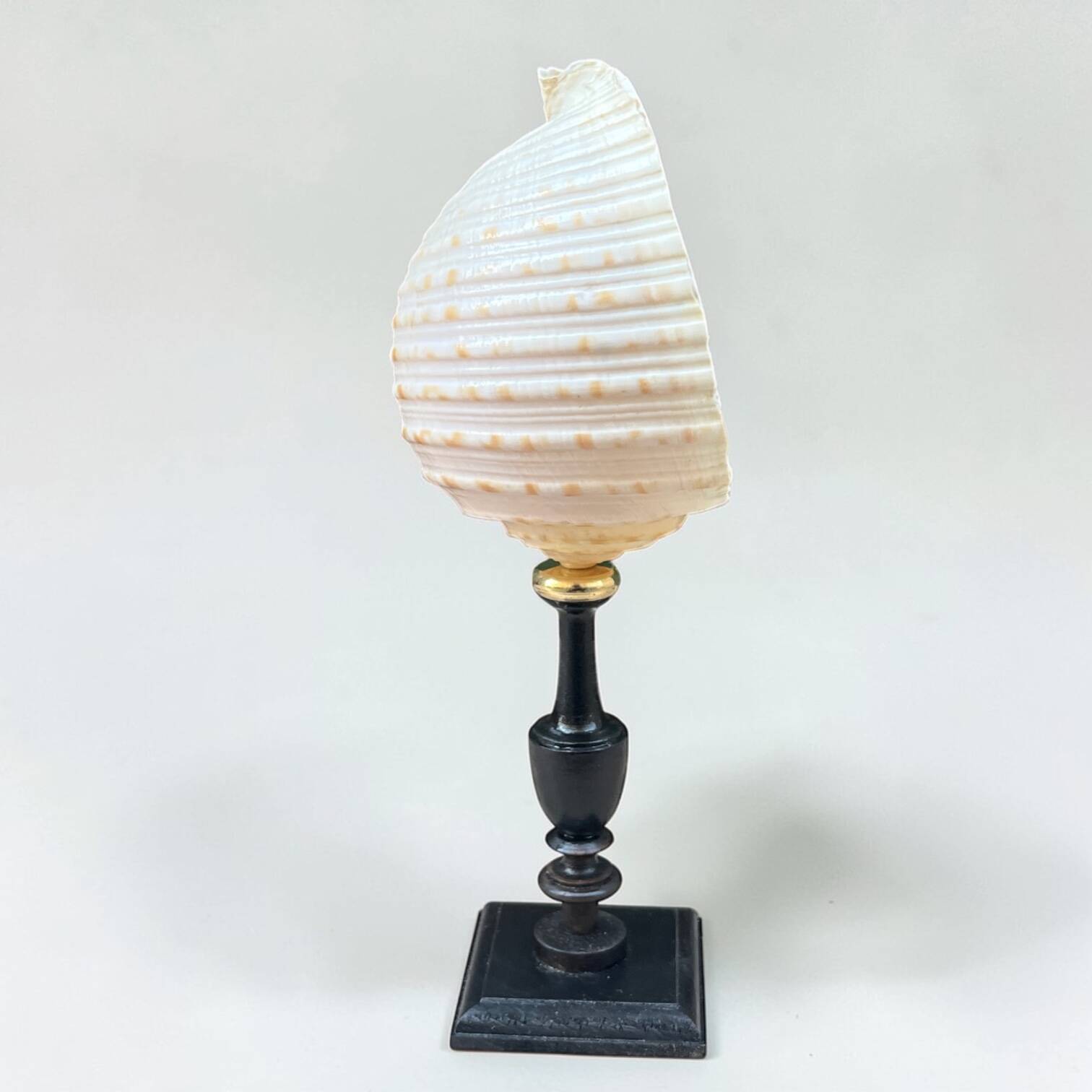 Tonna Galea shell on a turned wooden base, late 19th century curiosities.