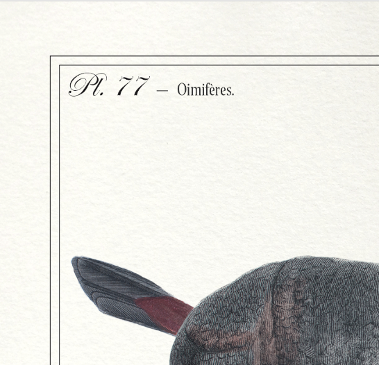 Set of 2 framed chimera lithograph animal engraving