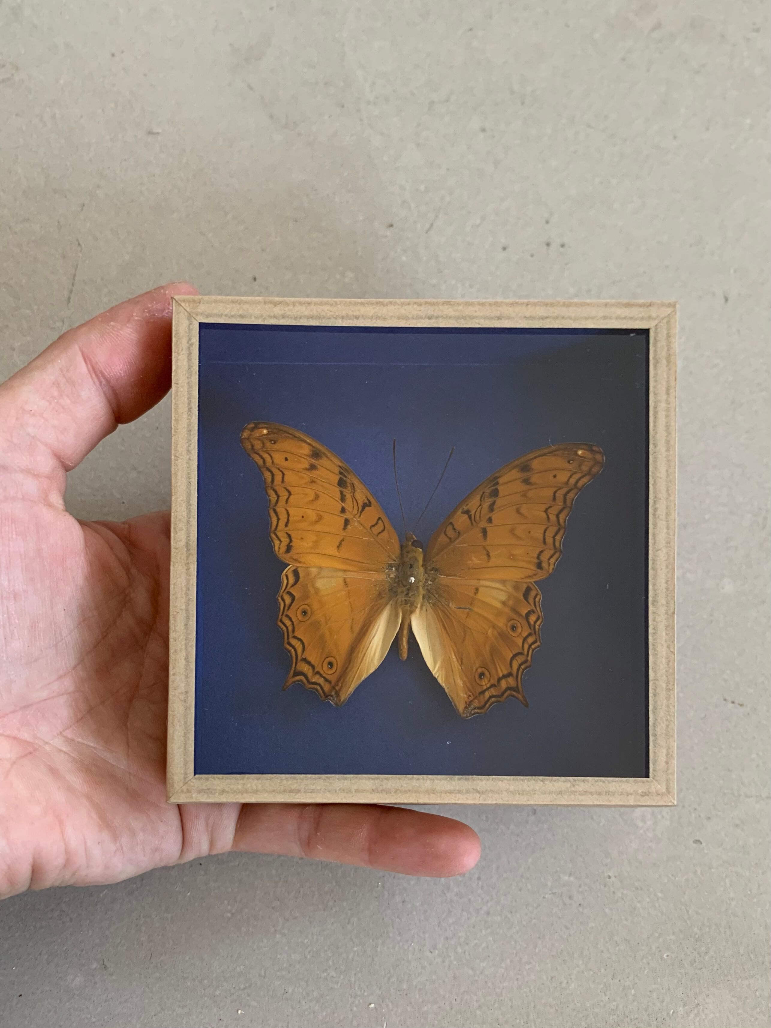 Butterfly stuffed under glass