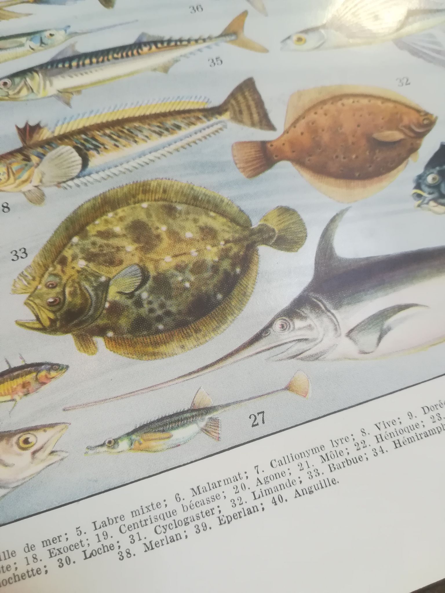 Lithographie sur les poissons de 1928