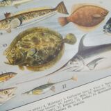 Fish lithograph from 1928