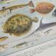 Lithographie sur les poissons de 1928