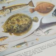 Lithographie sur les poissons de 1928