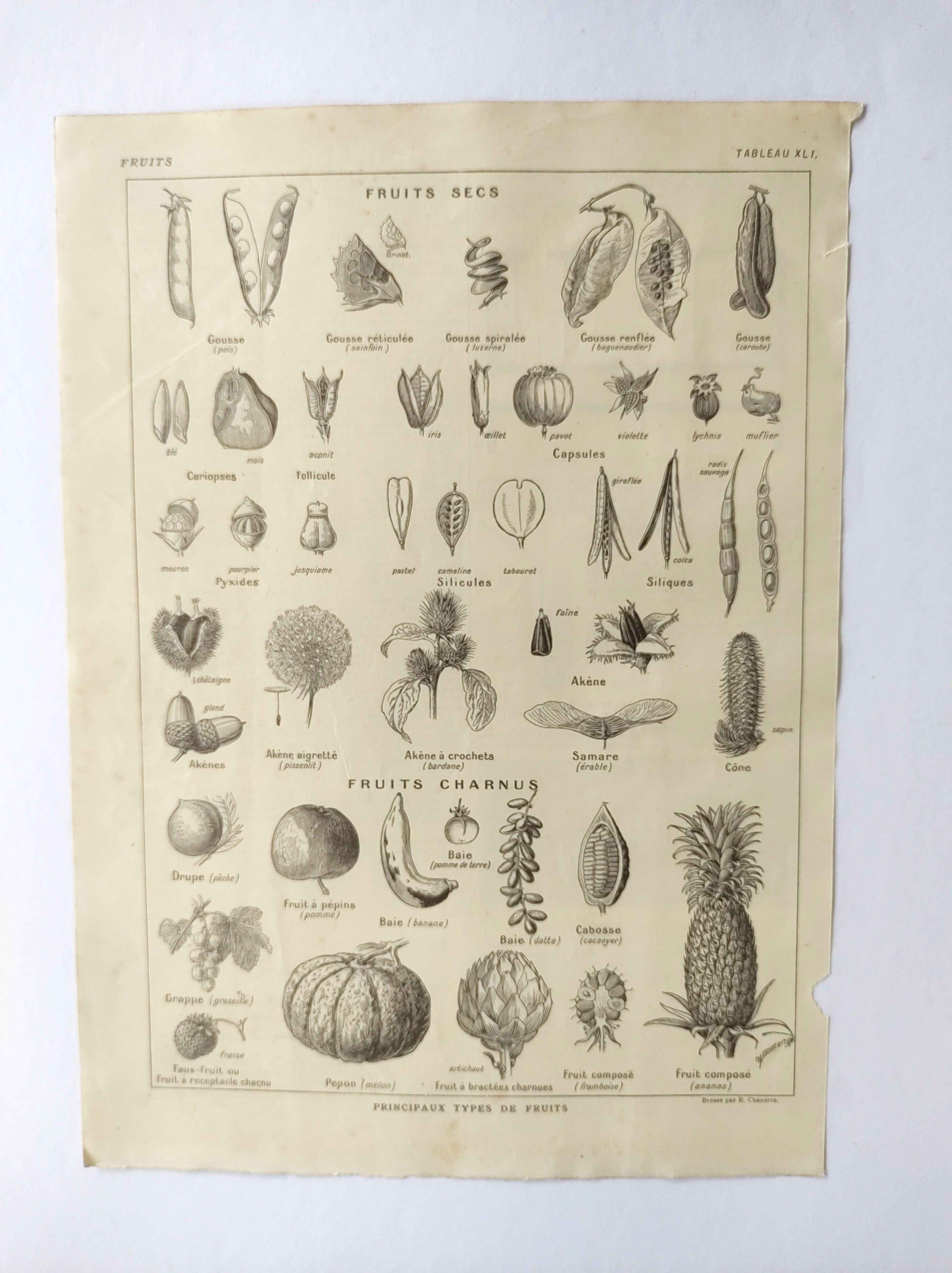 Gravure ancienne • Fruits, graines et légumes • Affiche originale de 1922