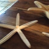 Lot of four authentic starfish