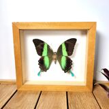 Butterfly frame Papilio blumei