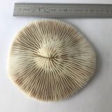 White Coral Fungia Scutaria