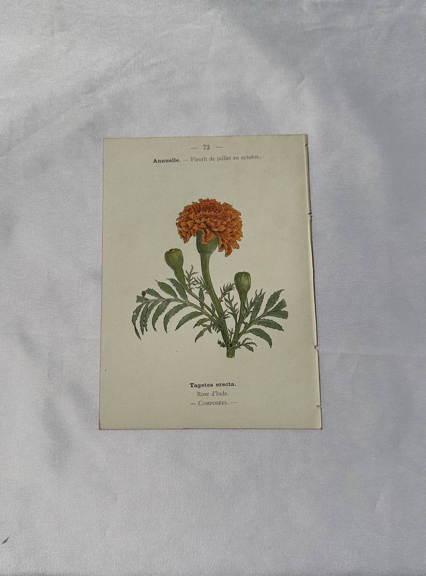 🌿 Botanical Plate Old Naturalist Engraving 19th Century Double-Sided
