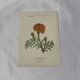 🌿 Botanical Plate Old Naturalist Engraving 19th Century Double-Sided