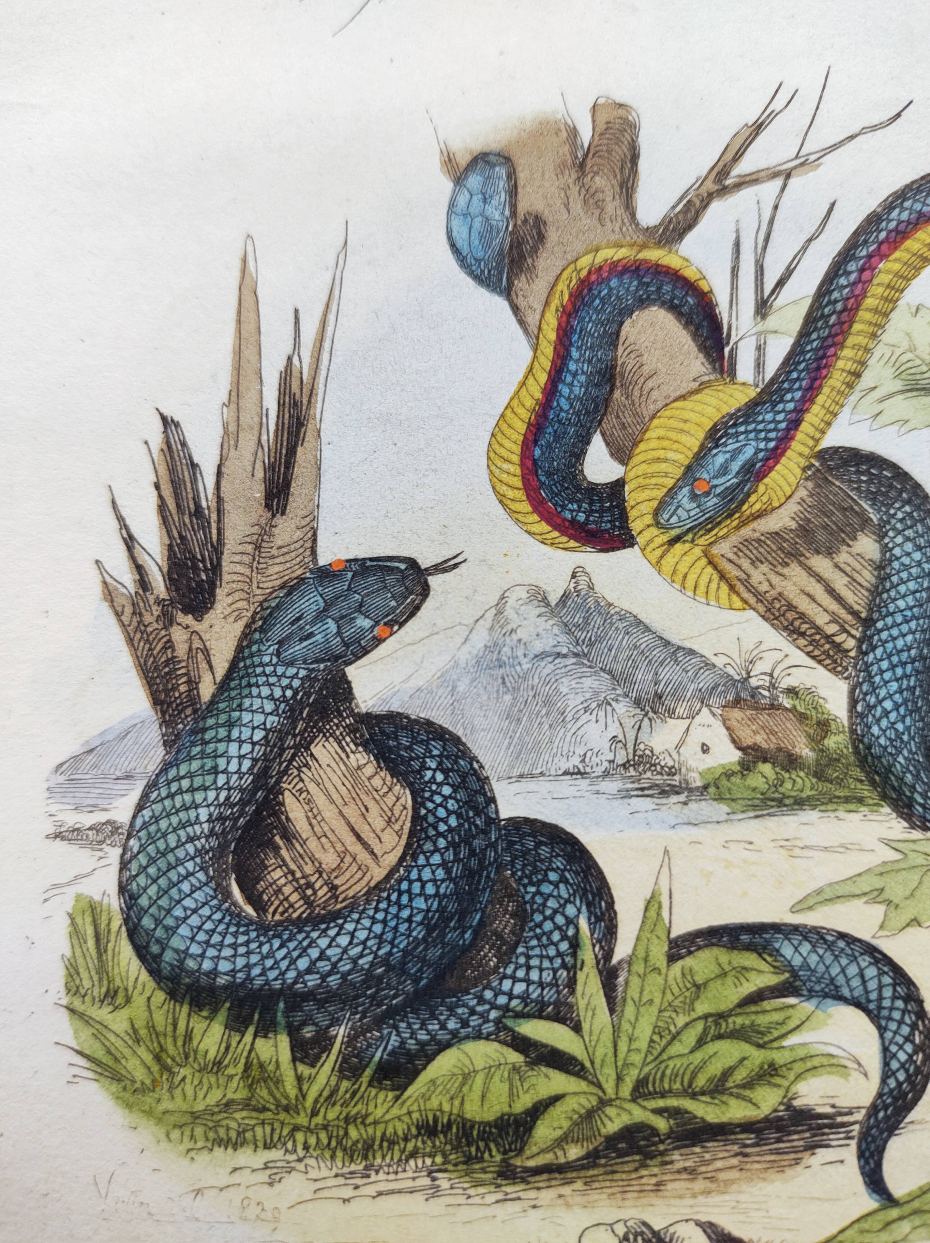 Gravure ancienne de 1838 -Serpent trimérésure et triodon- Planche zoologique et botanique original