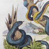 Old engraving from 1838 - Trimeresura snake and triodon - Original zoological and botanical plate