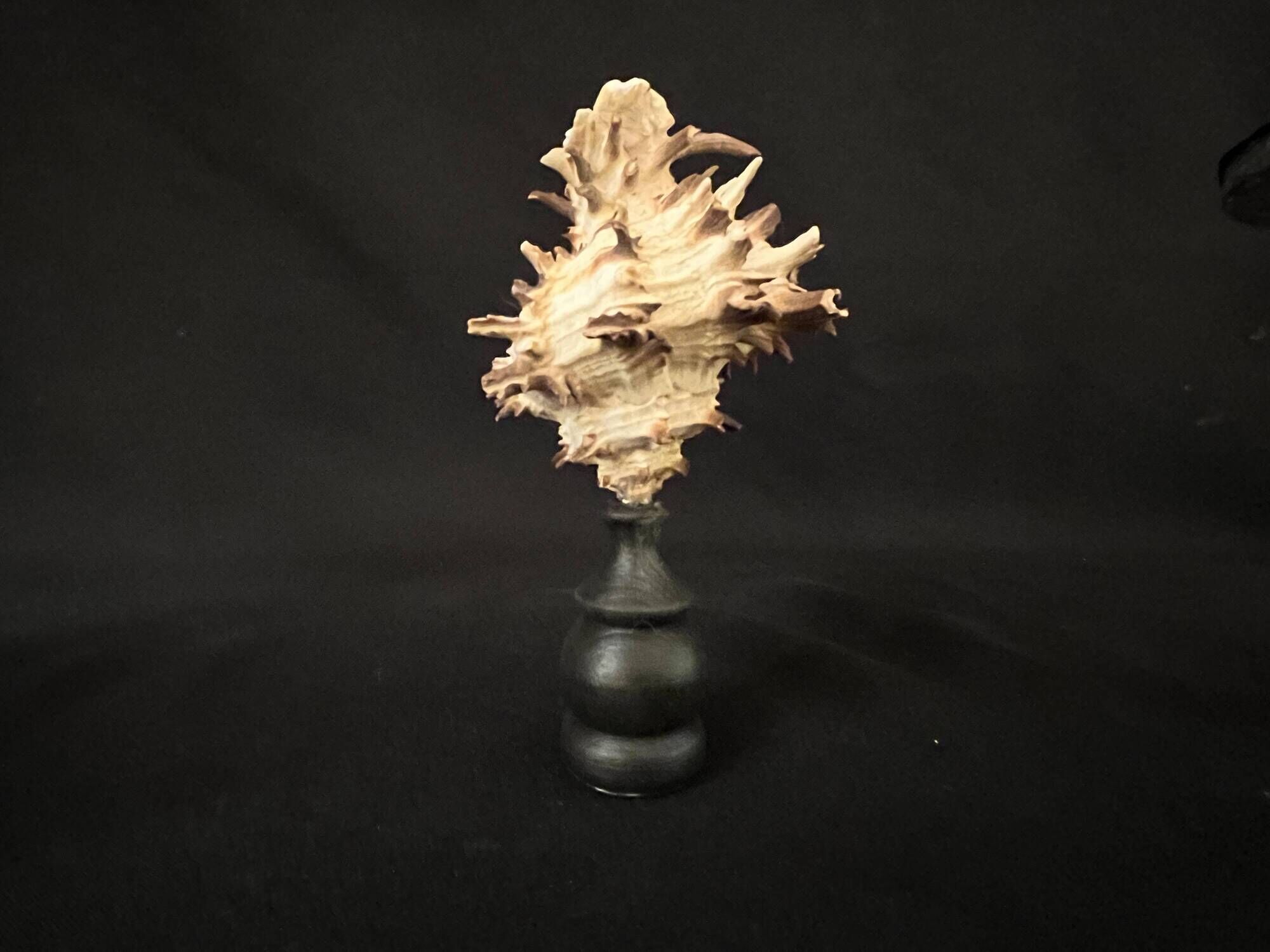 Hexaplex Cichoreum shell on turned wooden base, old cabinet of curiosities on foot