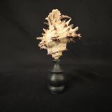 Hexaplex Cichoreum shell on turned wooden base, old cabinet of curiosities on foot