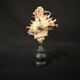 Hexaplex Cichoreum shell on turned wooden base, old cabinet of curiosities on foot