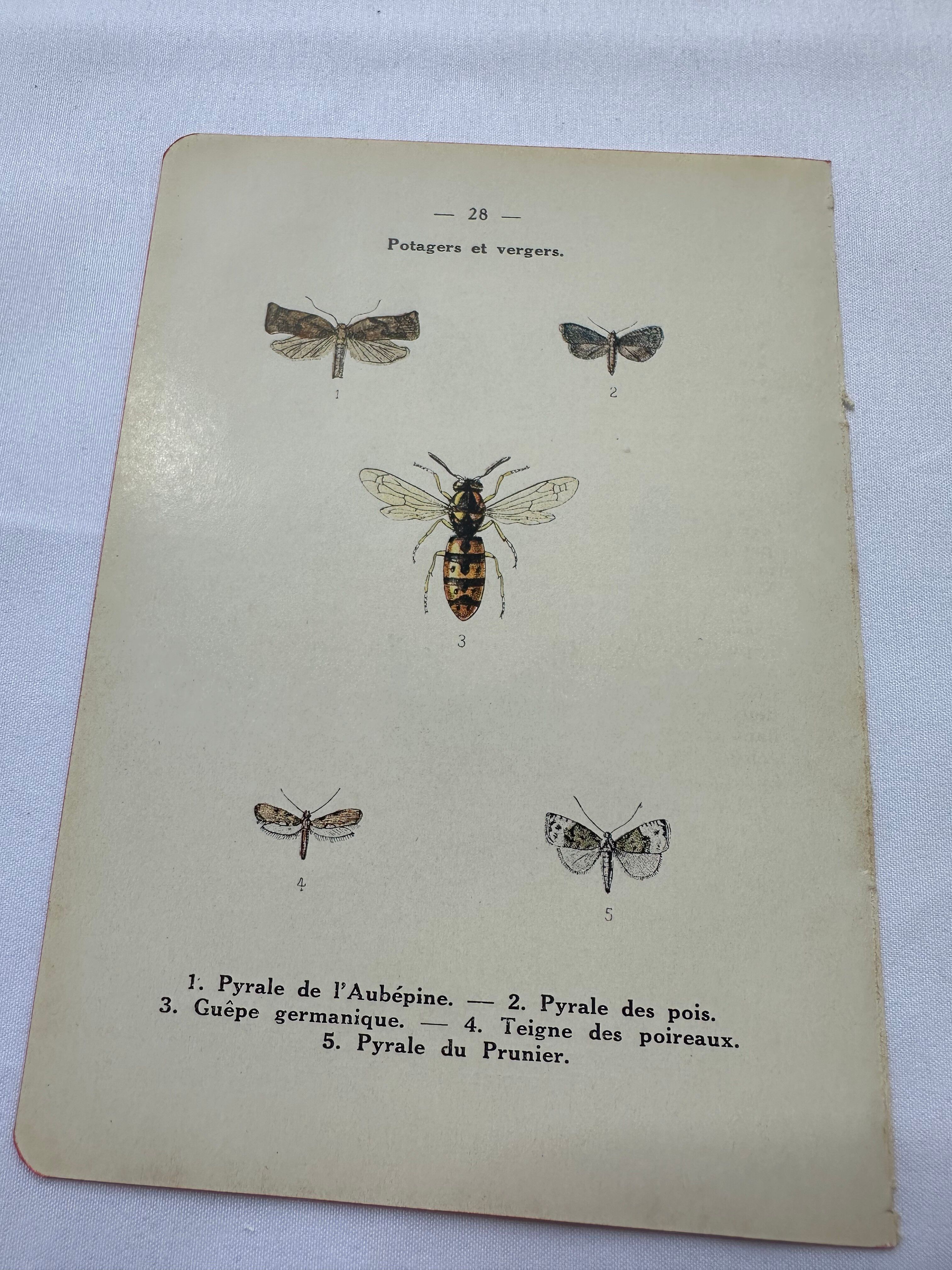 Naturalist plate insect entomology old lithograph