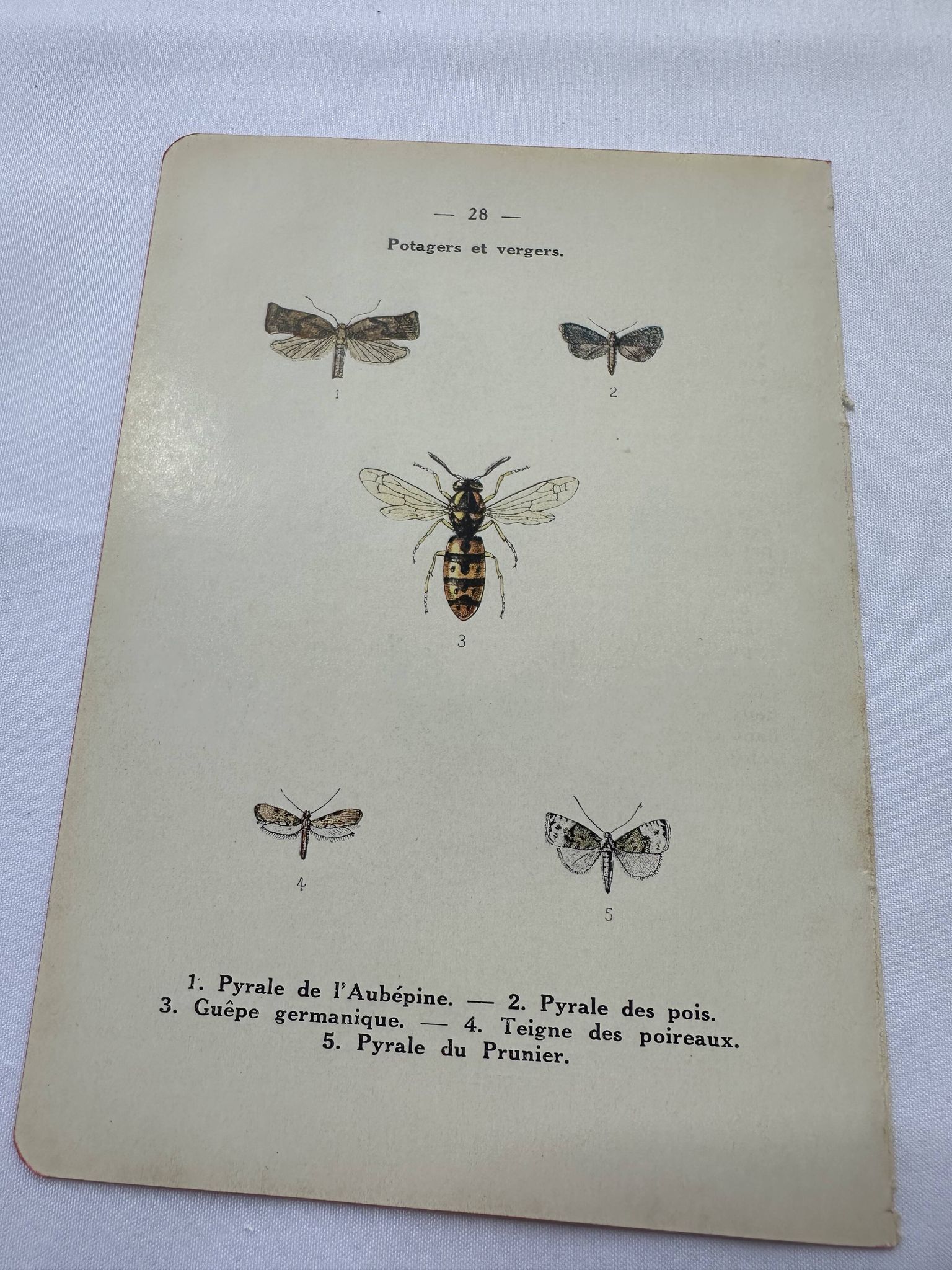 Naturalist plate insect entomology old lithograph