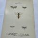 Naturalist plate insect entomology old lithograph