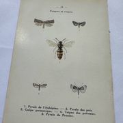 Naturalist plate insect entomology old lithograph