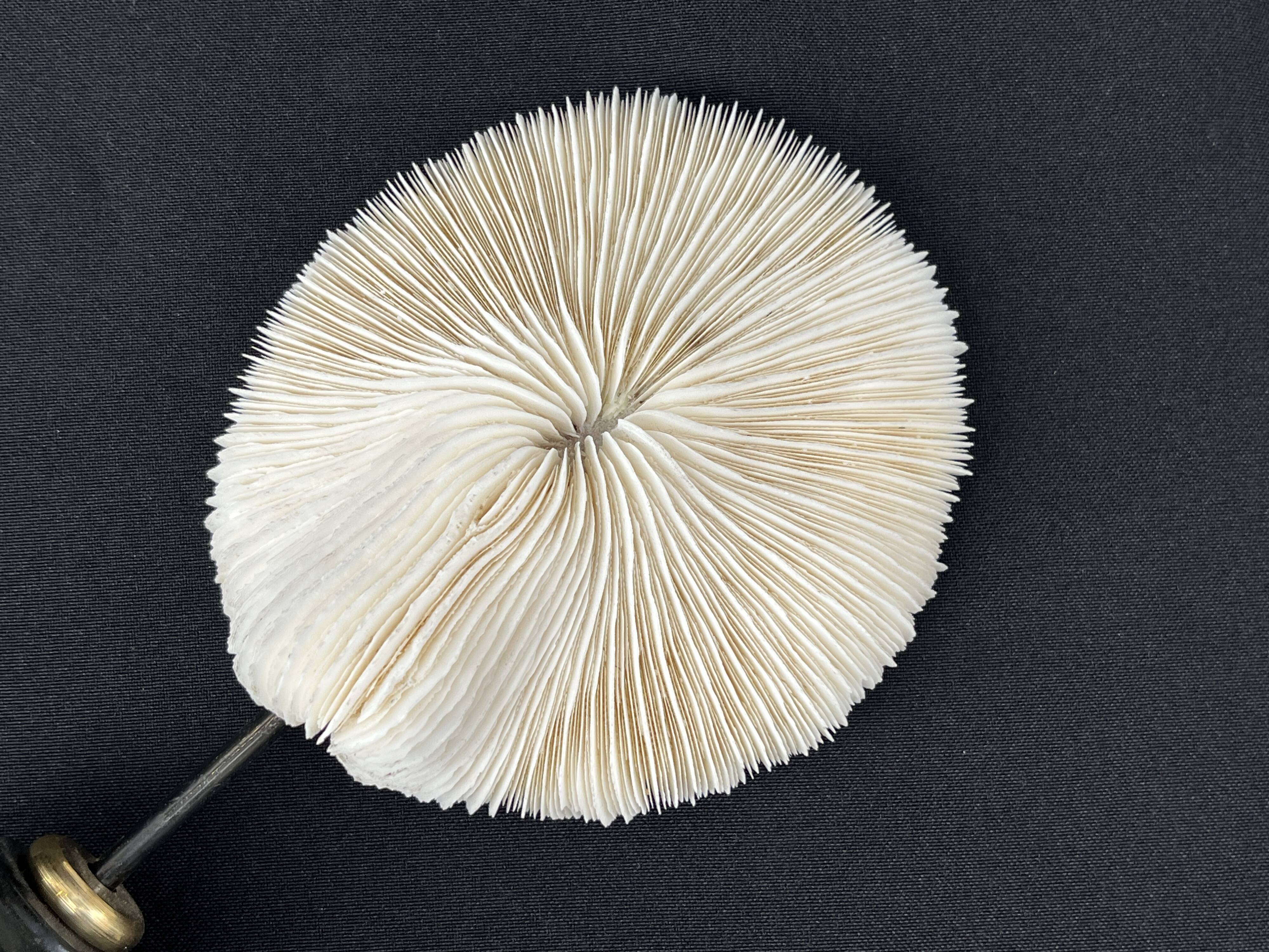 Antique natural white coral on a blackened wooden base, notebooks of curiosities