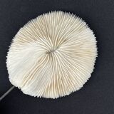 Ancien corail blanc naturel sur socle en bois noirci carnets de curiosités