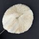 Antique natural white coral on a blackened wooden base, notebooks of curiosities