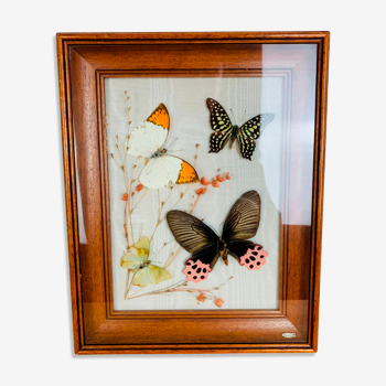 Cadre papillons naturalisés vintage 31 x 25 cm