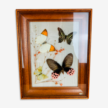 Vintage naturalized butterfly frame 31 x 25 cm