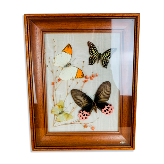 Vintage naturalized butterfly frame 31 x 25 cm