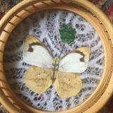 Sub-glasses assorted butterflies in rattan and bamboo .