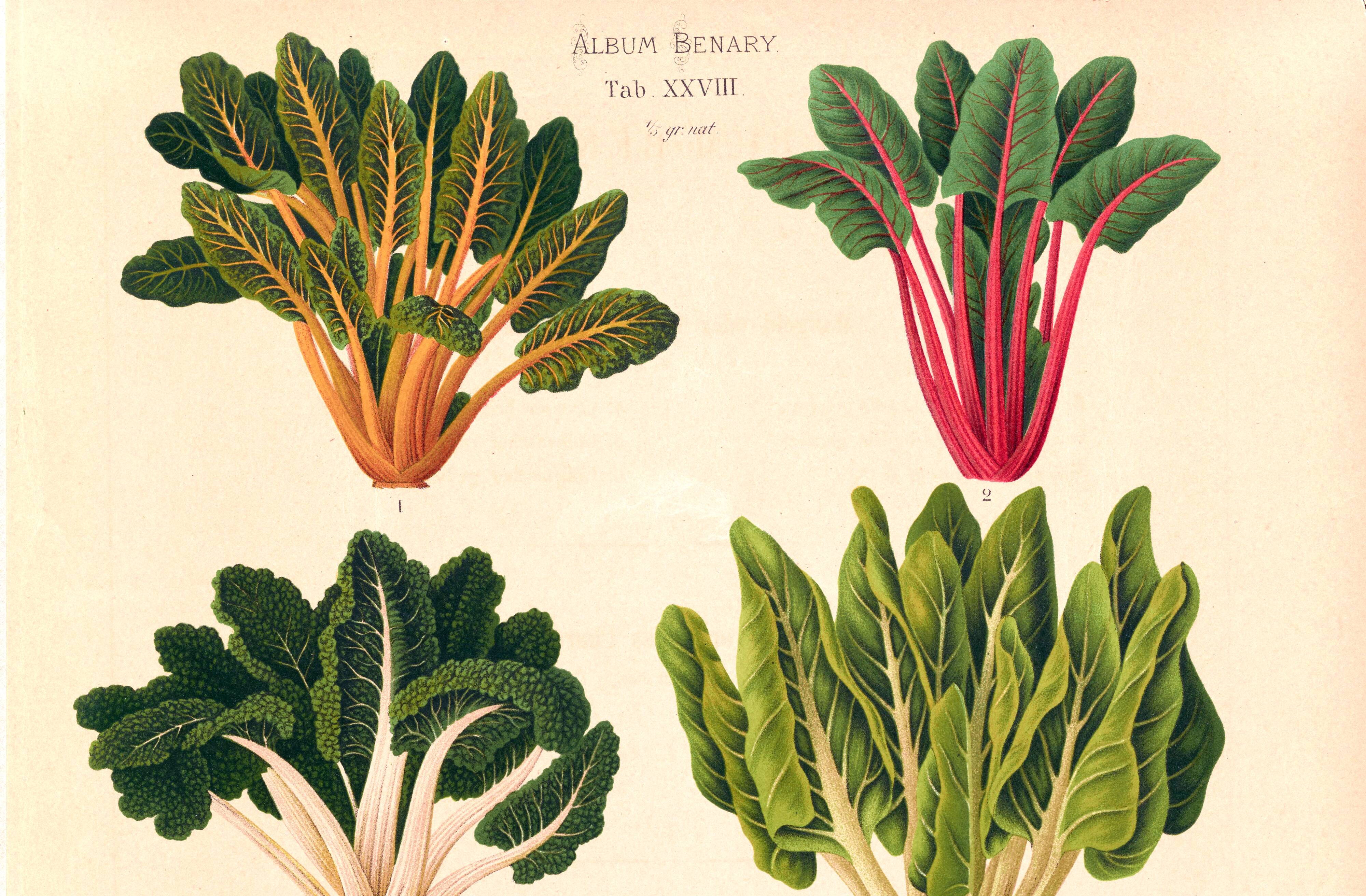 Poster about "the carding beet" based on an old engraving from 1886.