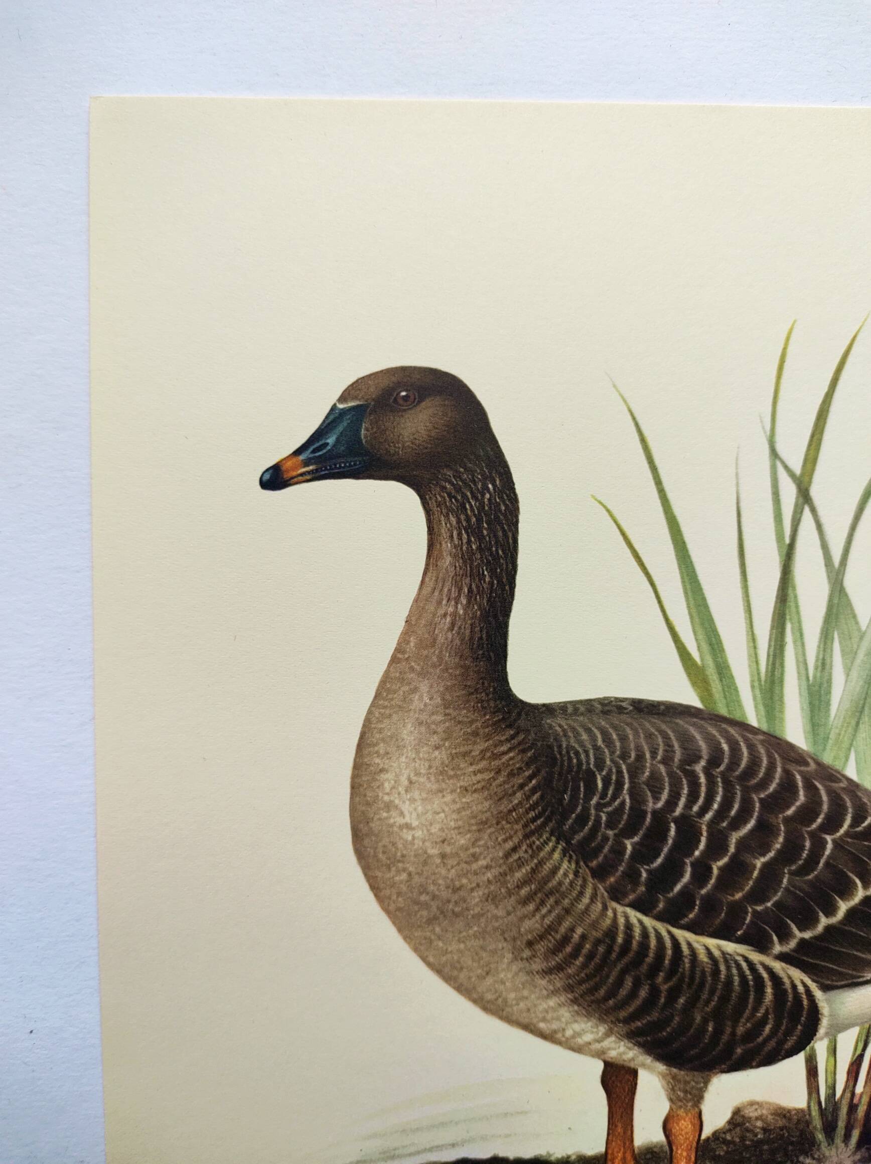 Old bird illustration 1960s - Bean Goose - Ornithological animal image