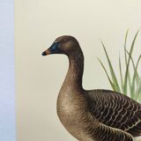 Old bird illustration 1960s - Bean Goose - Ornithological animal image