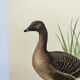 Old bird illustration 1960s - Bean Goose - Ornithological animal image
