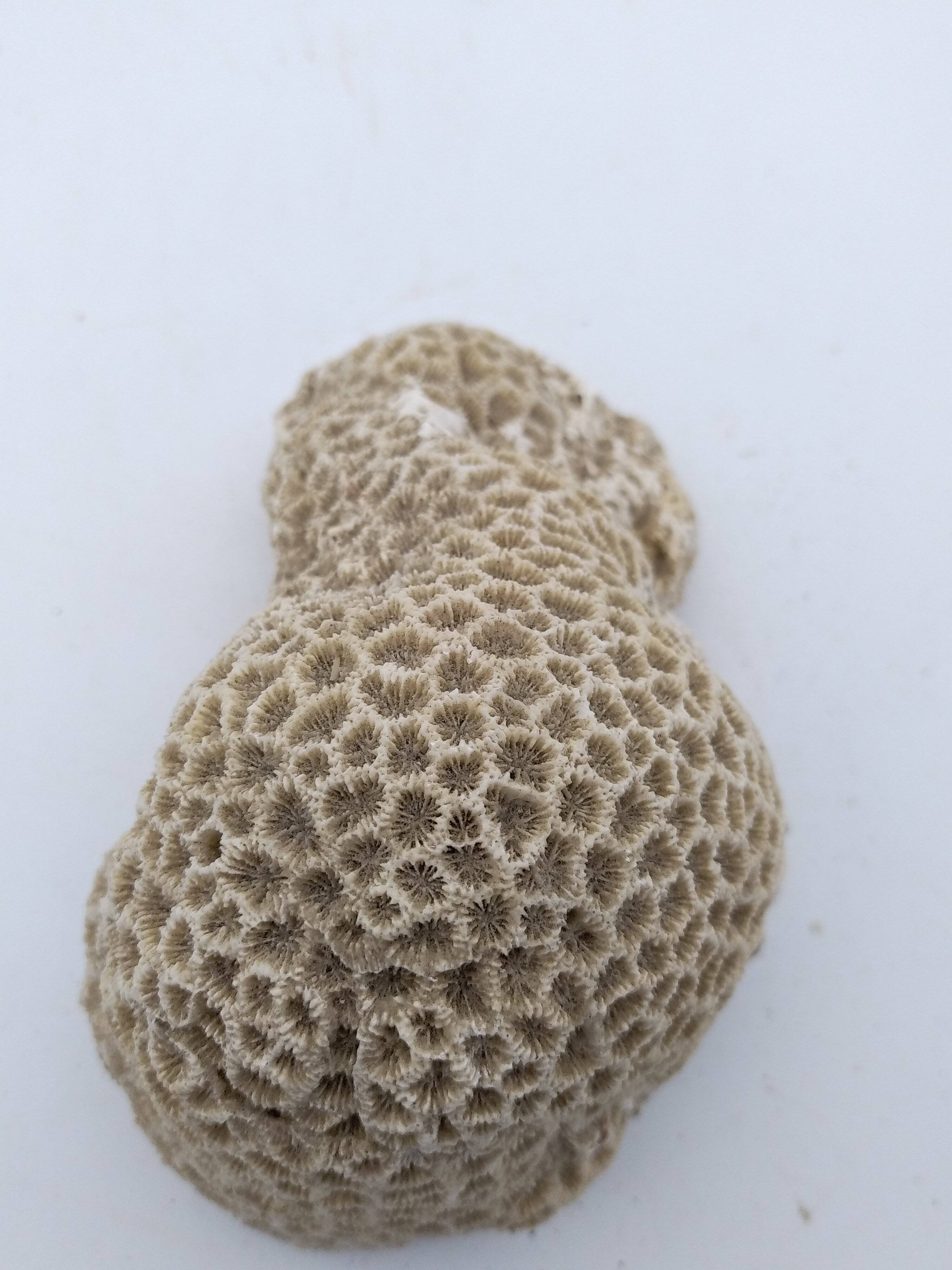 Brain coral. Favite.