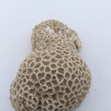 Brain coral. Favite.