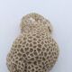 Brain coral. Favite.