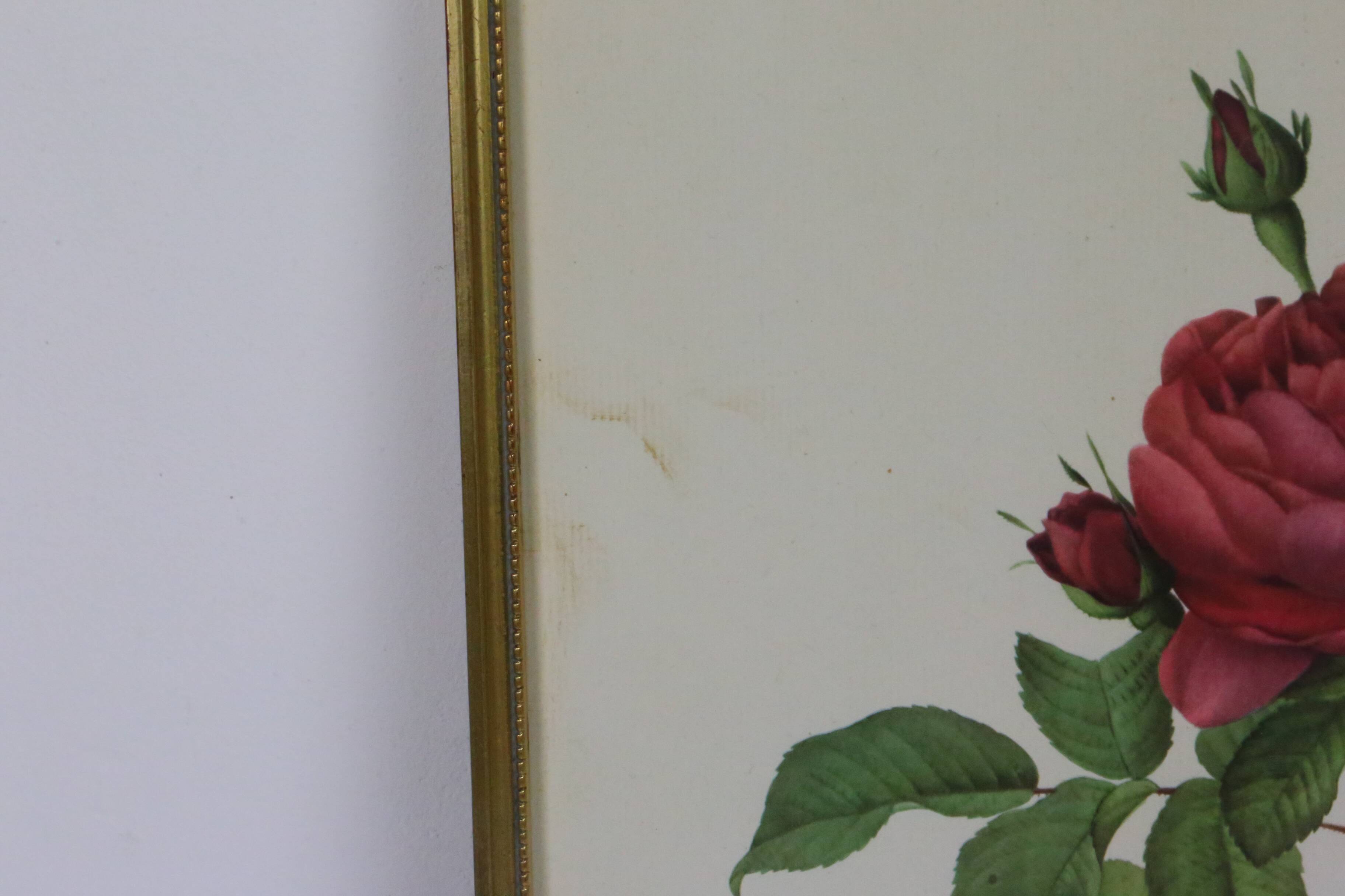 Large framed lithograph by Redouté