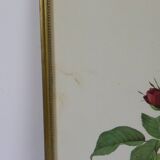 Large framed lithograph by Redouté