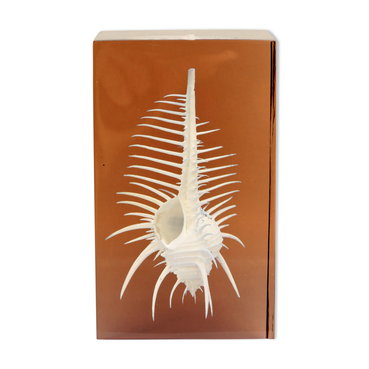 INCLUSION Vintage RESIN SHELL MUREX curiosity cabinet
