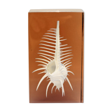 INCLUSION Vintage RESIN SHELL MUREX curiosity cabinet