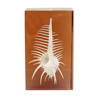 INCLUSION Vintage RESIN SHELL MUREX curiosity cabinet
