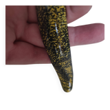 Henriot Quimper coffee service 8 cups/saucers, coffee pot, sugar bowl, jug.