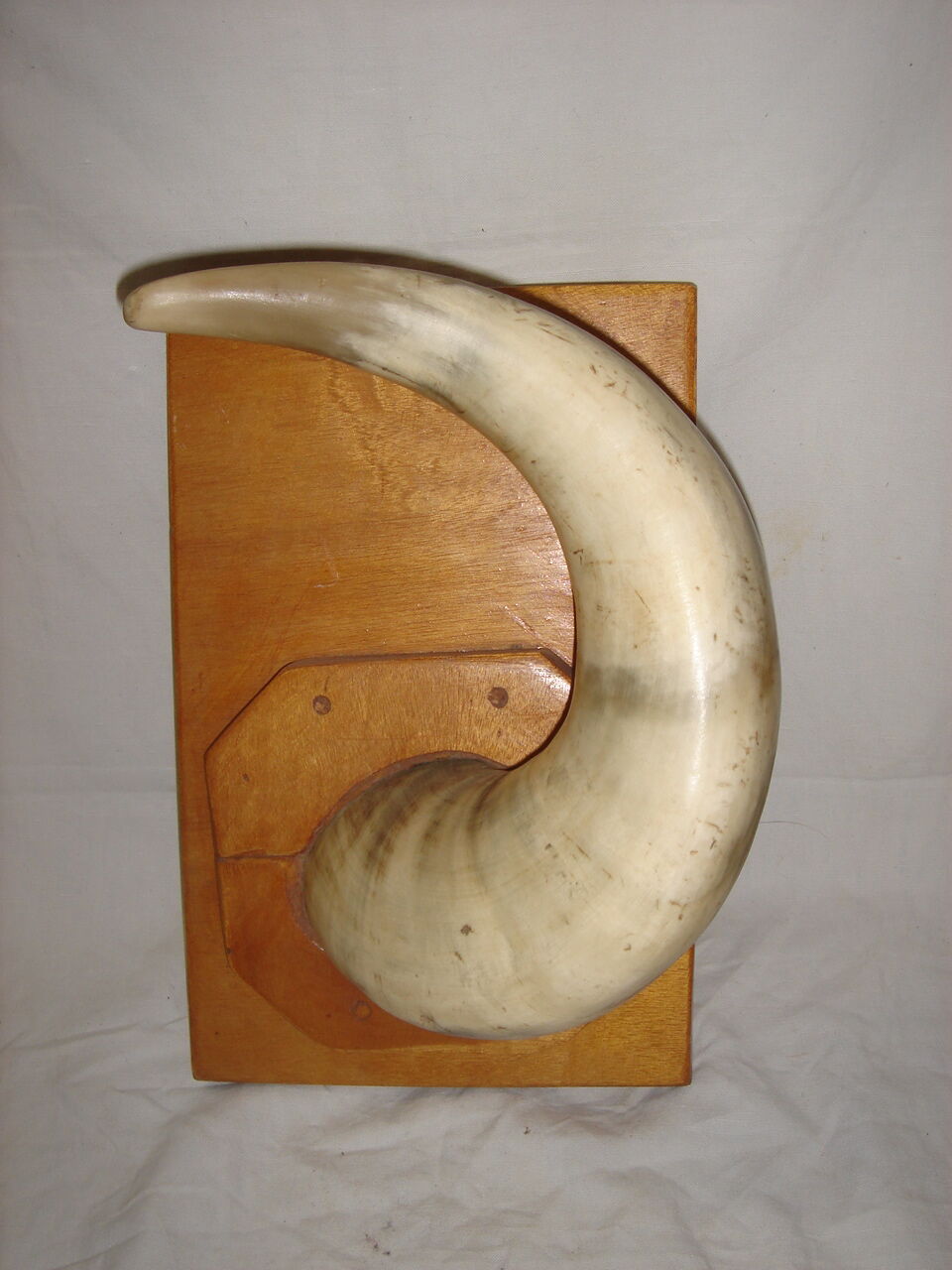 Corne de vache zébu sur socle de bois