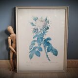 Litho rose Four seasons Lelieux