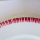 2 flat plates in pell mixes Digoin Sarreguemines and Badonviller 2107118
