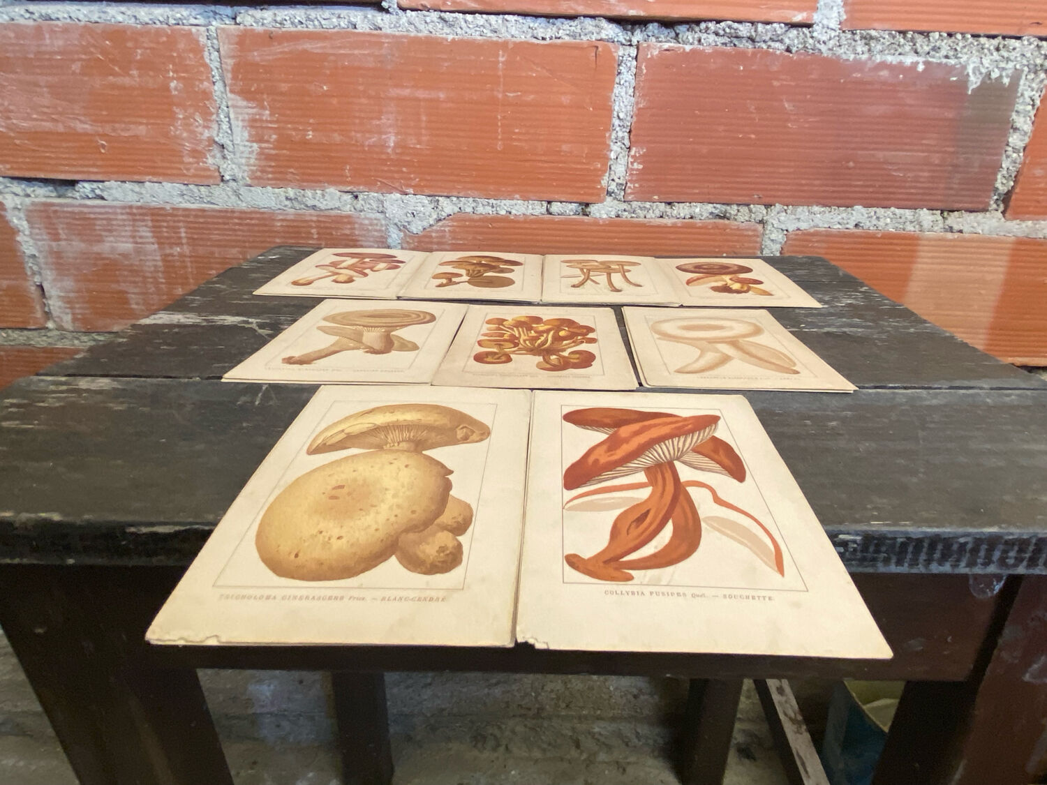 Series of 27 plates h. baillon iconography flora mushrooms vintage