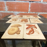 Series of 27 plates h. baillon iconography flora mushrooms vintage