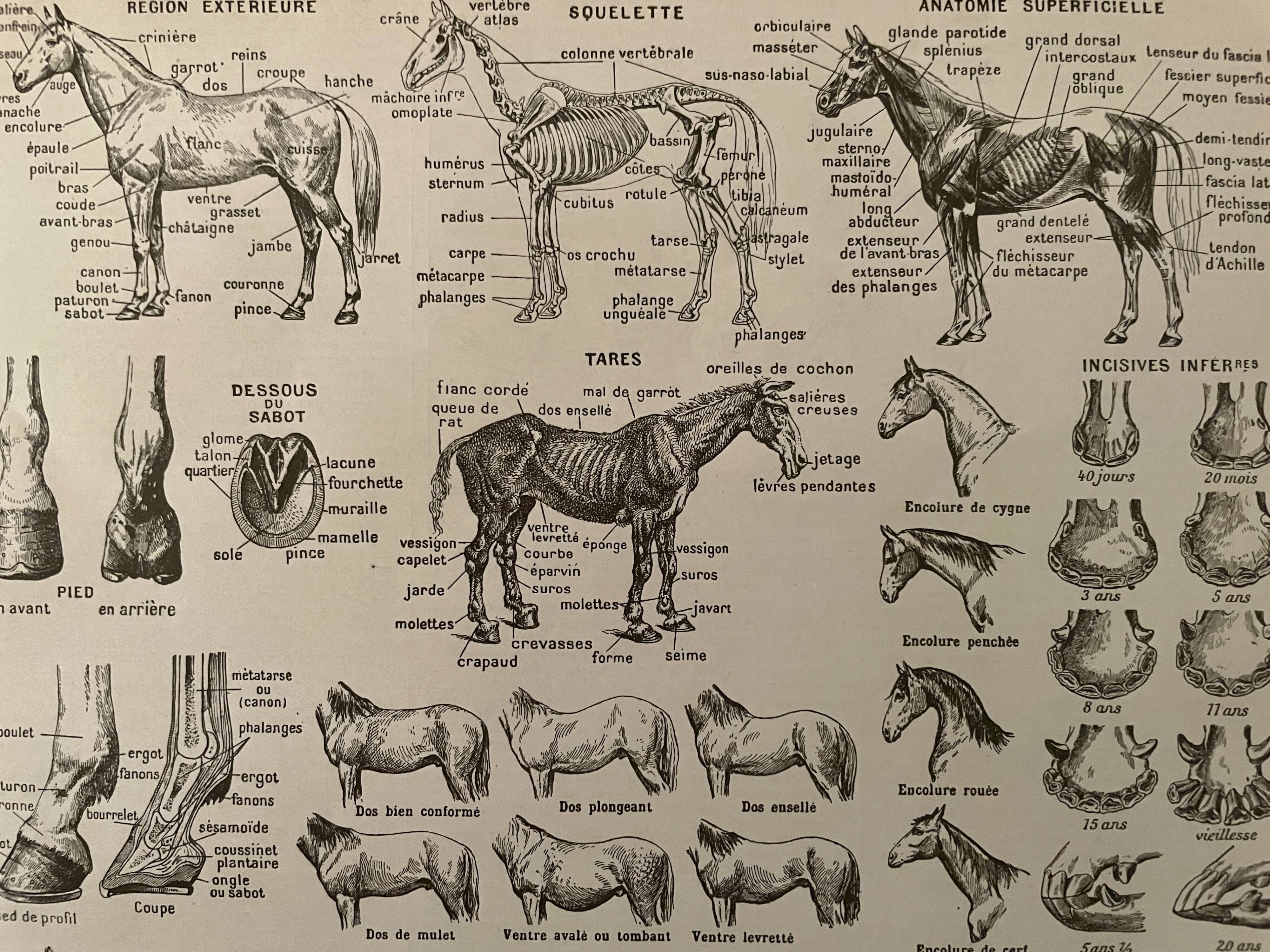 Lithograph on the horse - 1930