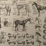 Lithograph on the horse - 1930